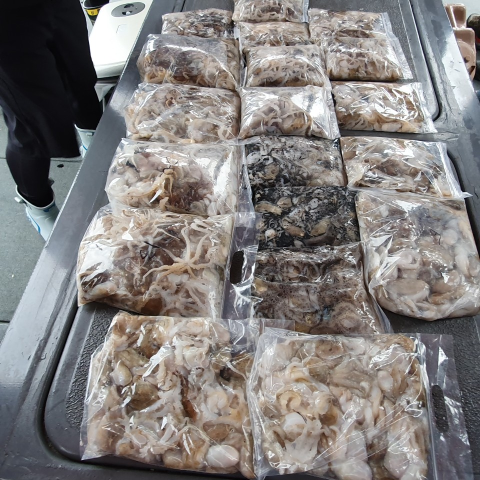 [아라2호] 9월 11일 주꾸미 조황