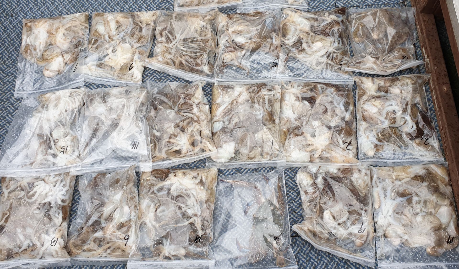 [아라호] 9월 11일 주꾸미 조황