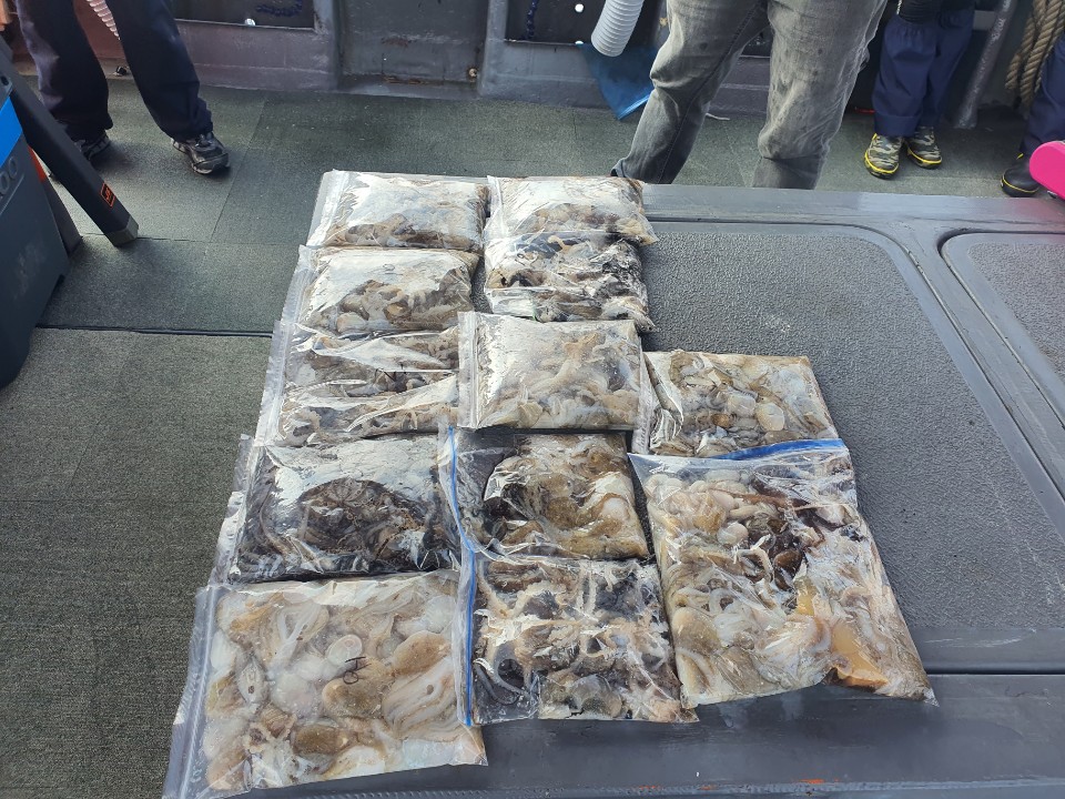 [아라2호] 9월 9일 주꾸미 조황