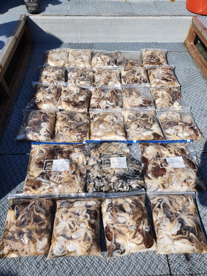 [아라호] 9월 28일 주꾸미 조황