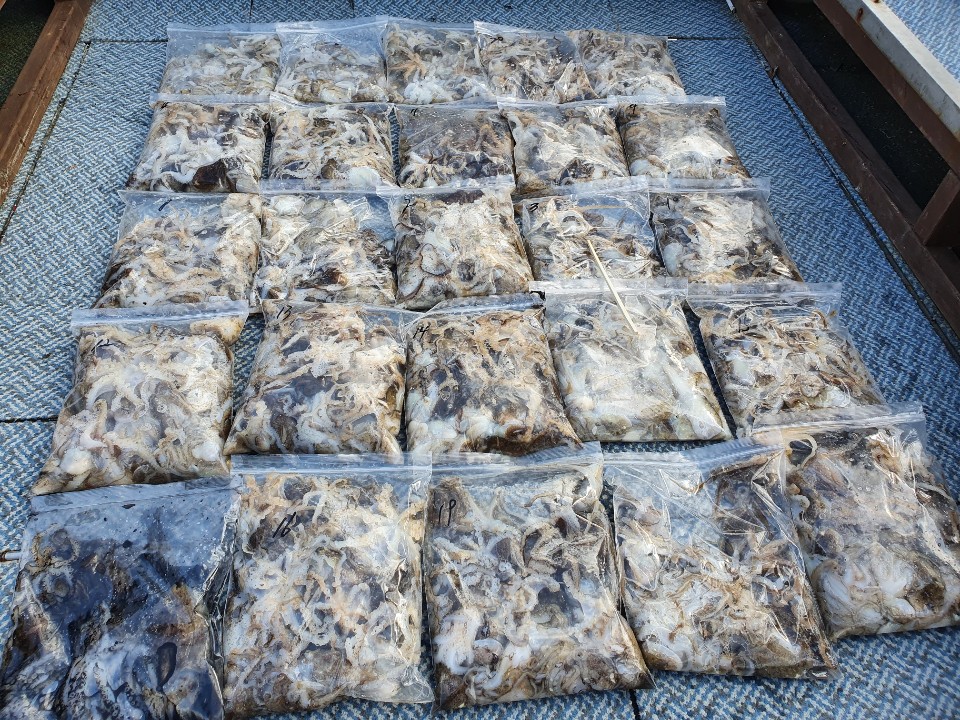 [아라호] 9월 24일 주꾸미 조황