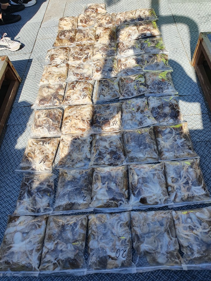 [아라호] 9월 27일 주꾸미 조황