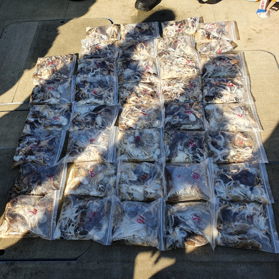 [아라2호] 9월 28일 주꾸미 조황