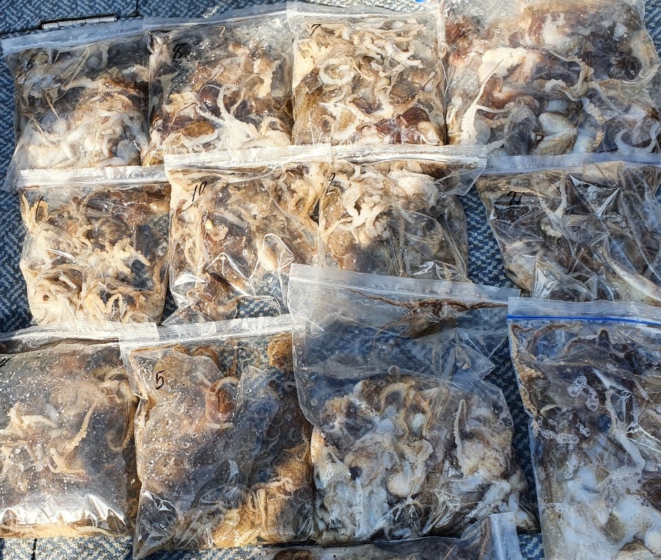 [아라호] 9월 20일 주꾸미 조황