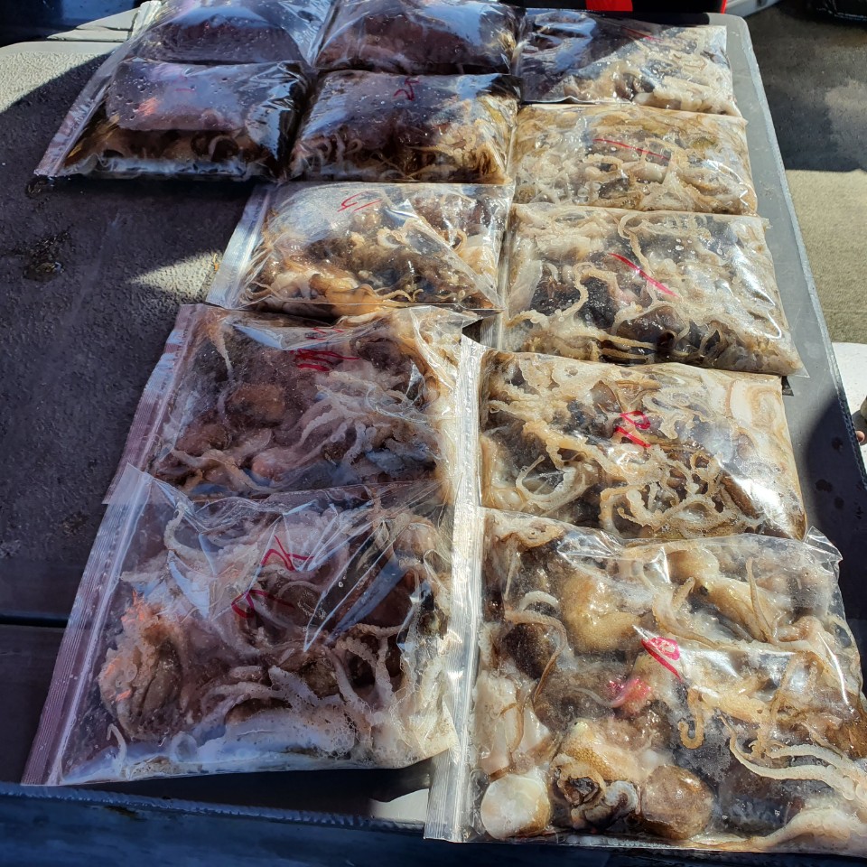 [아라2호] 9월 18일 주꾸미  조황