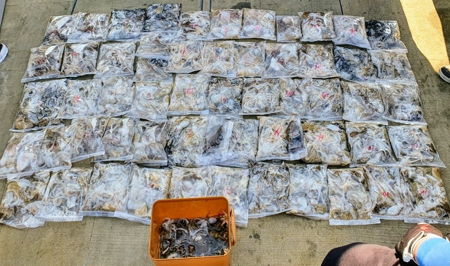 [아라2호]9월 27일 주꾸미 조황