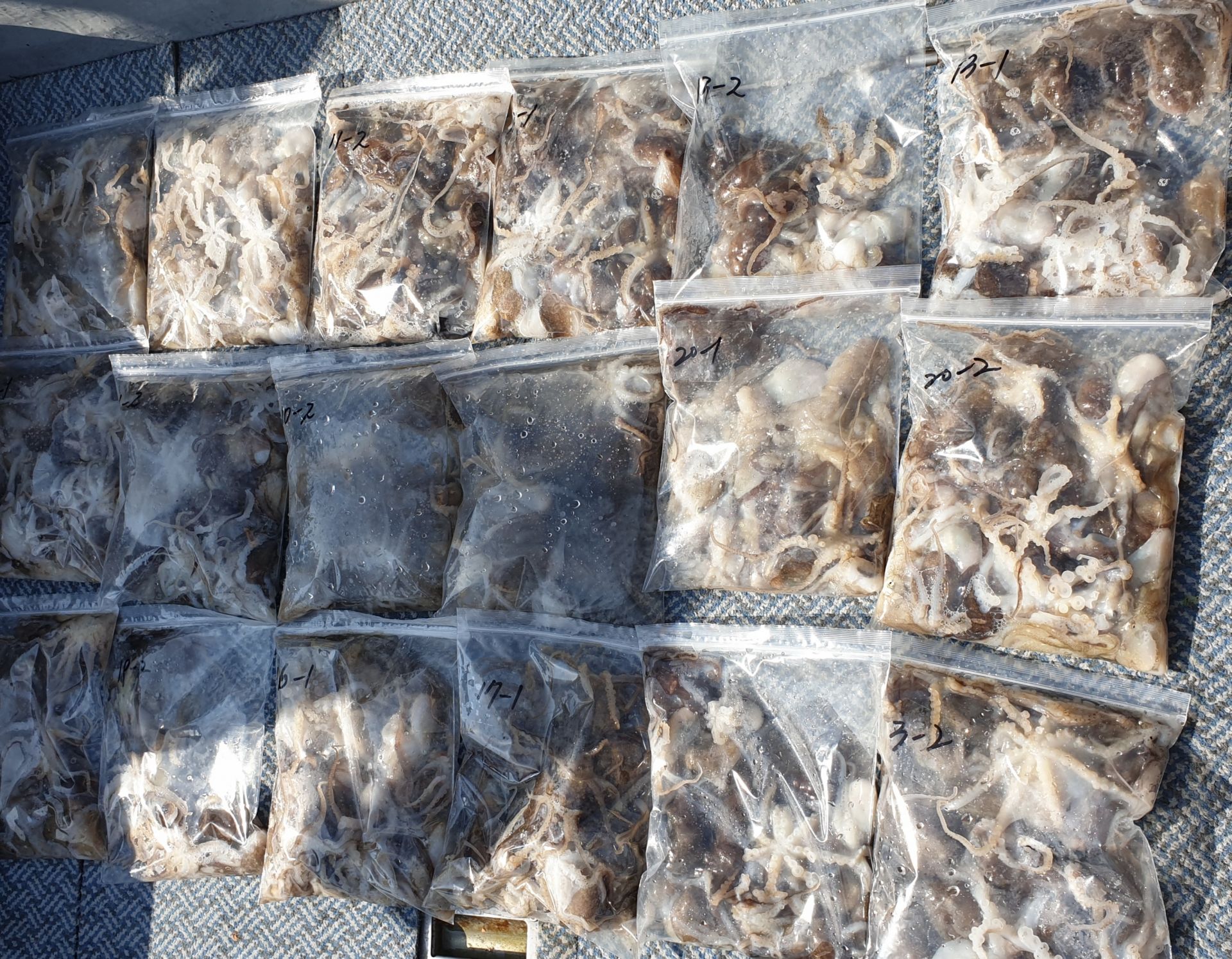 [아라호] 9월 10일 주꾸미 조황