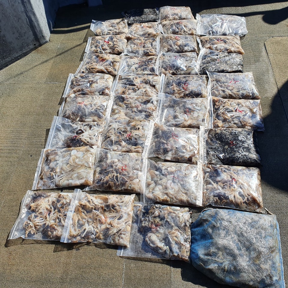 [아라2호] 9월 13일 주꾸미 조황