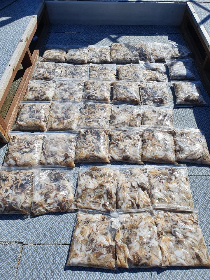 [아라호] 9월 13일 주꾸미 조황