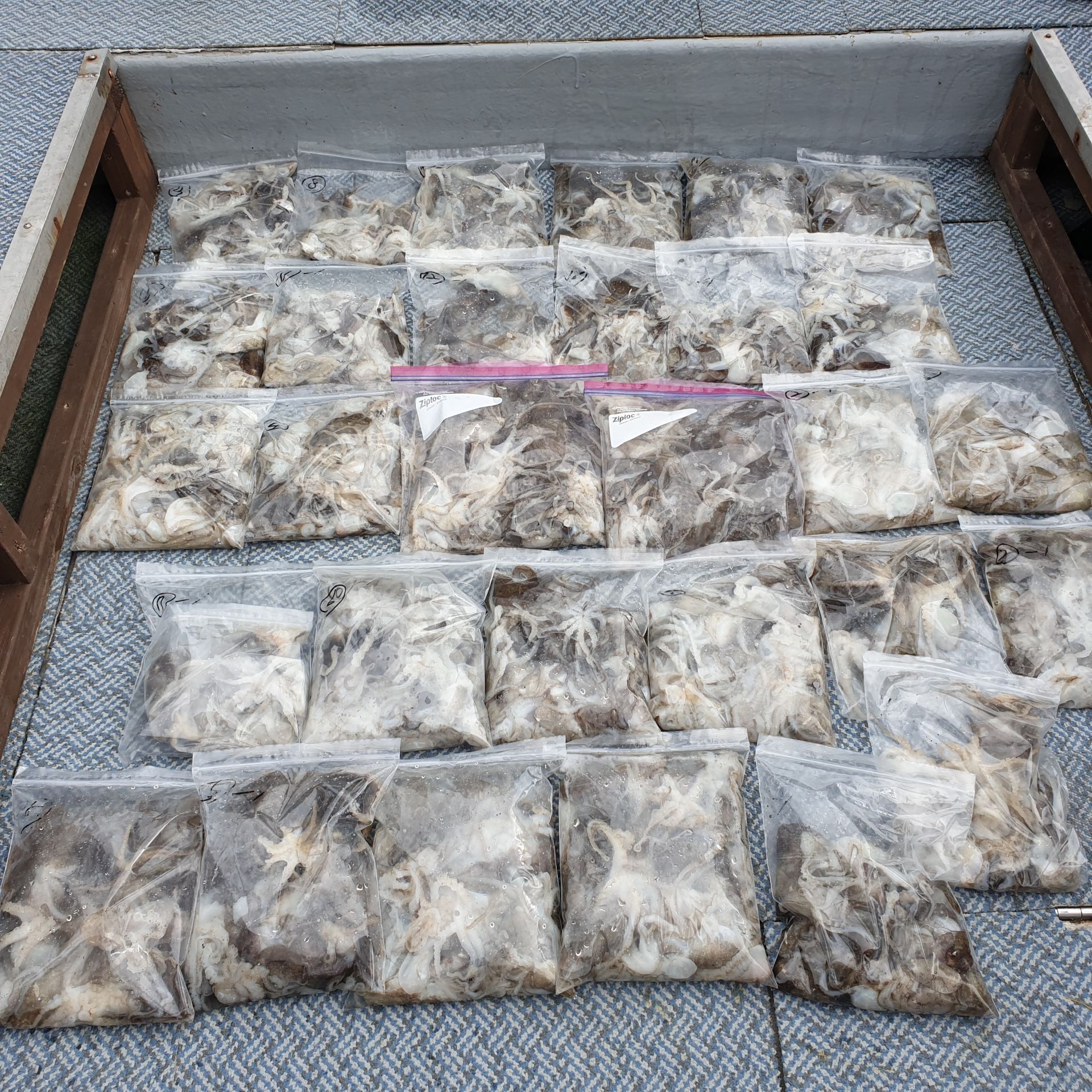 [아라호]9월 1일 주꾸미 조황