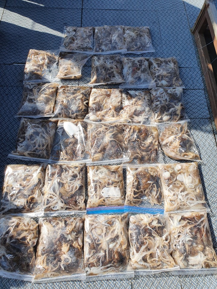 [아라호] 9월 26일 주꾸미 조황