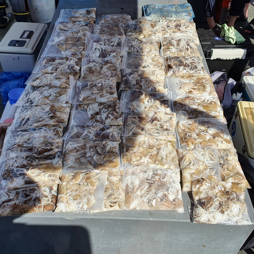 [아라2호] 9월 10일 주꾸미 조황