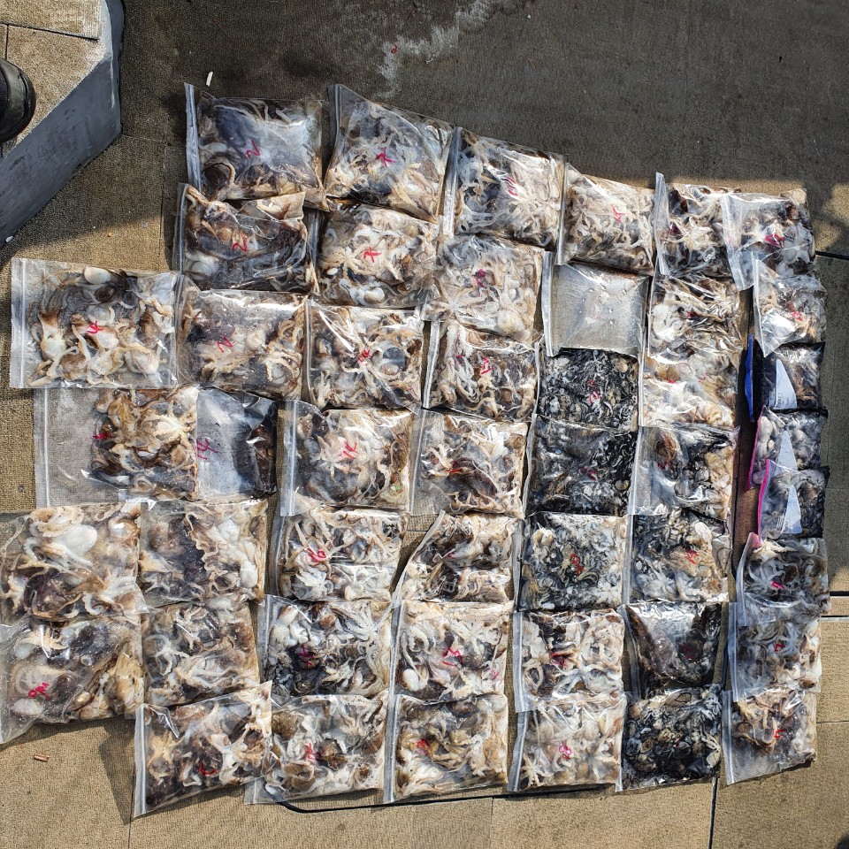 [아라2호] 9월 25일 주꾸미 조황