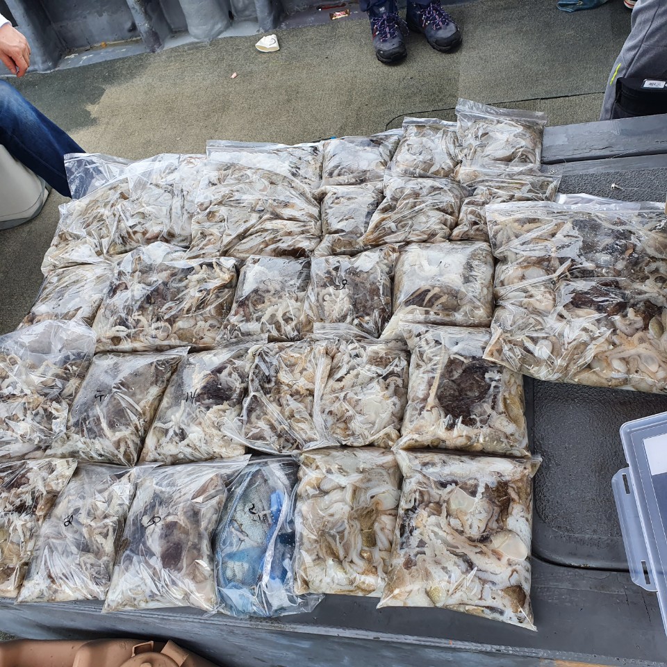 [아라2호] 9월 1일 주꾸미 조황