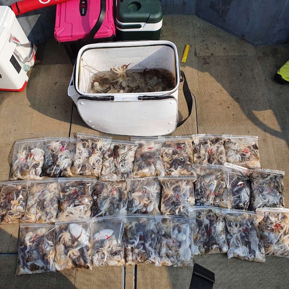 [아라2호] 9월 30일 주꾸미 조황