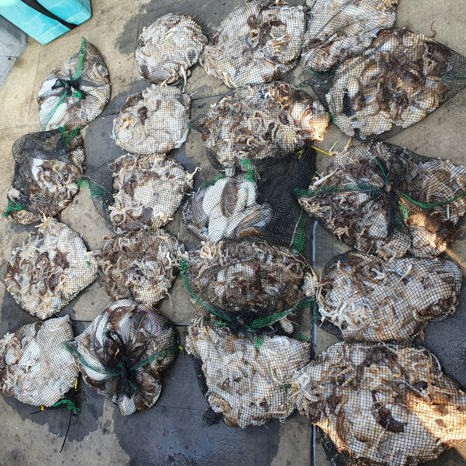 [아라2호] 10월 26일 주꾸미 조황