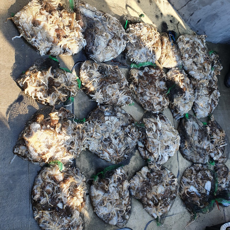 [아라2호] 10월 9일 주꾸미 조황