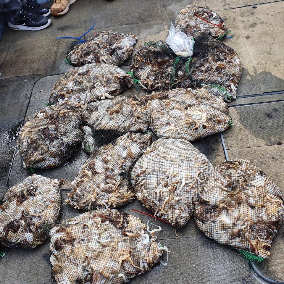 [아라2호] 10월 14일 주꾸미 조황(+갑이)