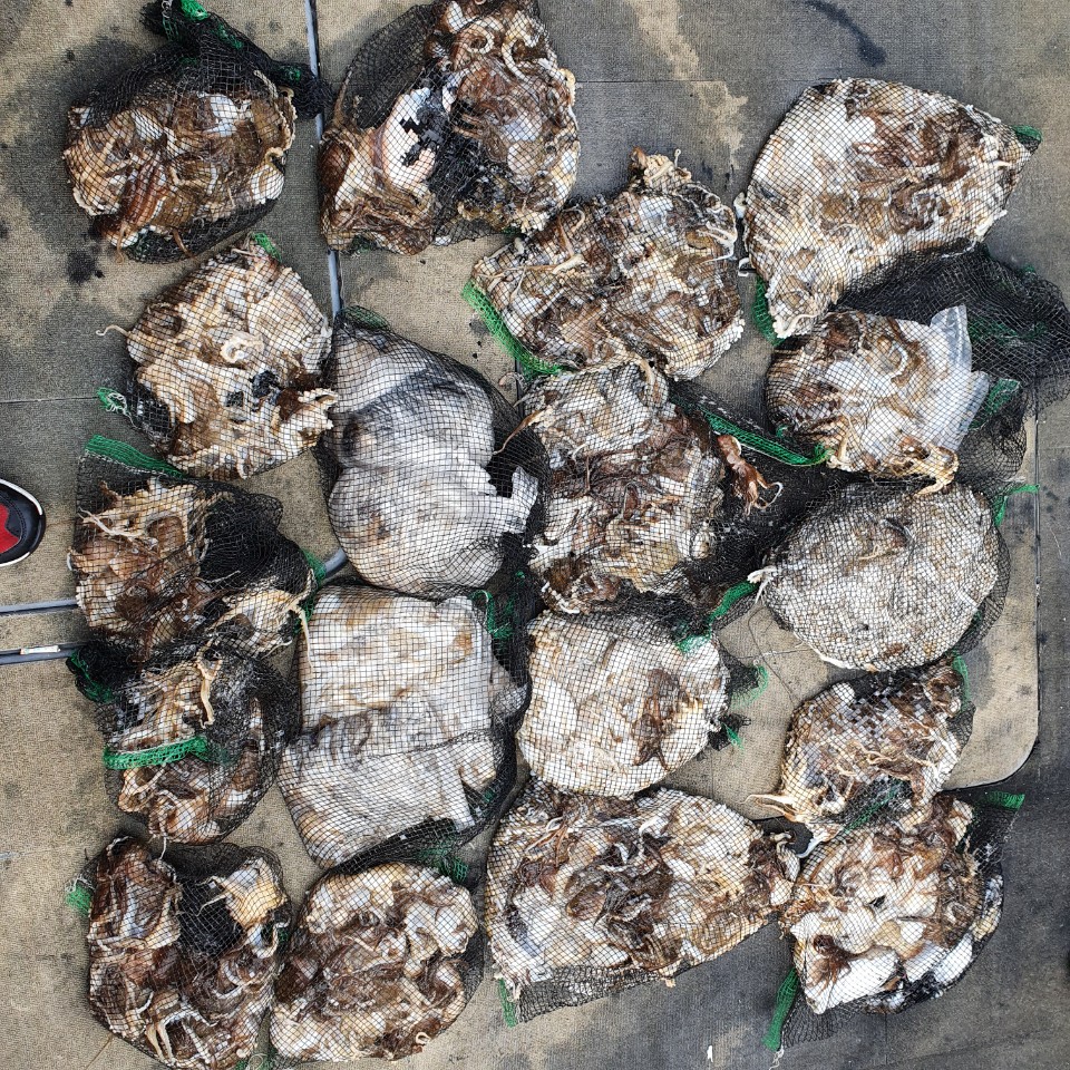 [아라2호] 10월 10일 쭈갑조황