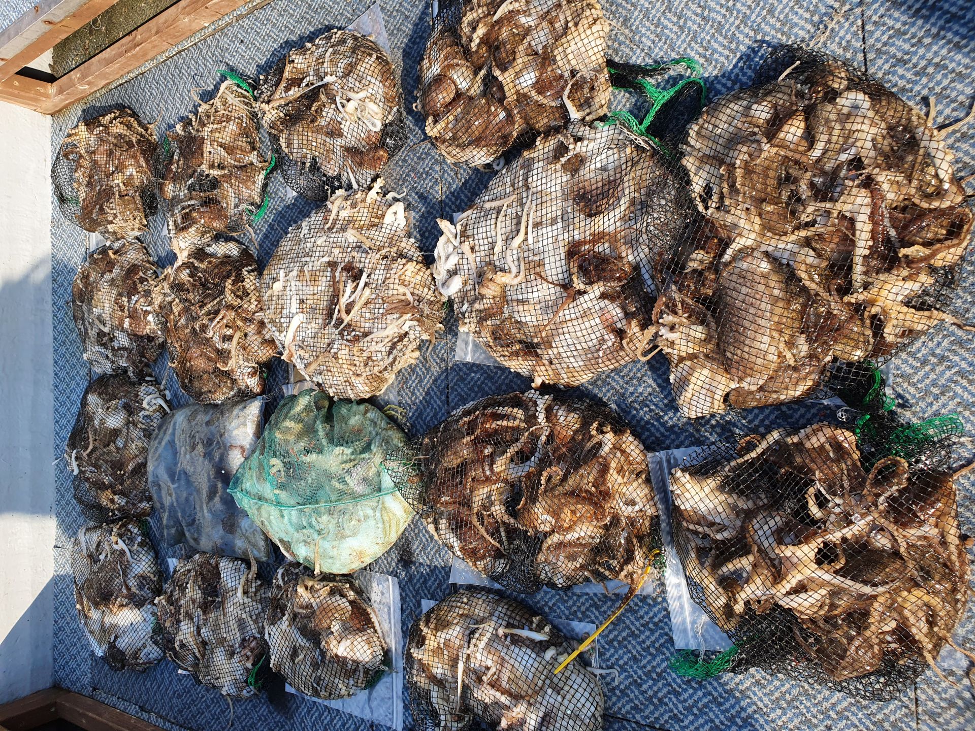 [아라호] 10월 26일 주꾸미 조황