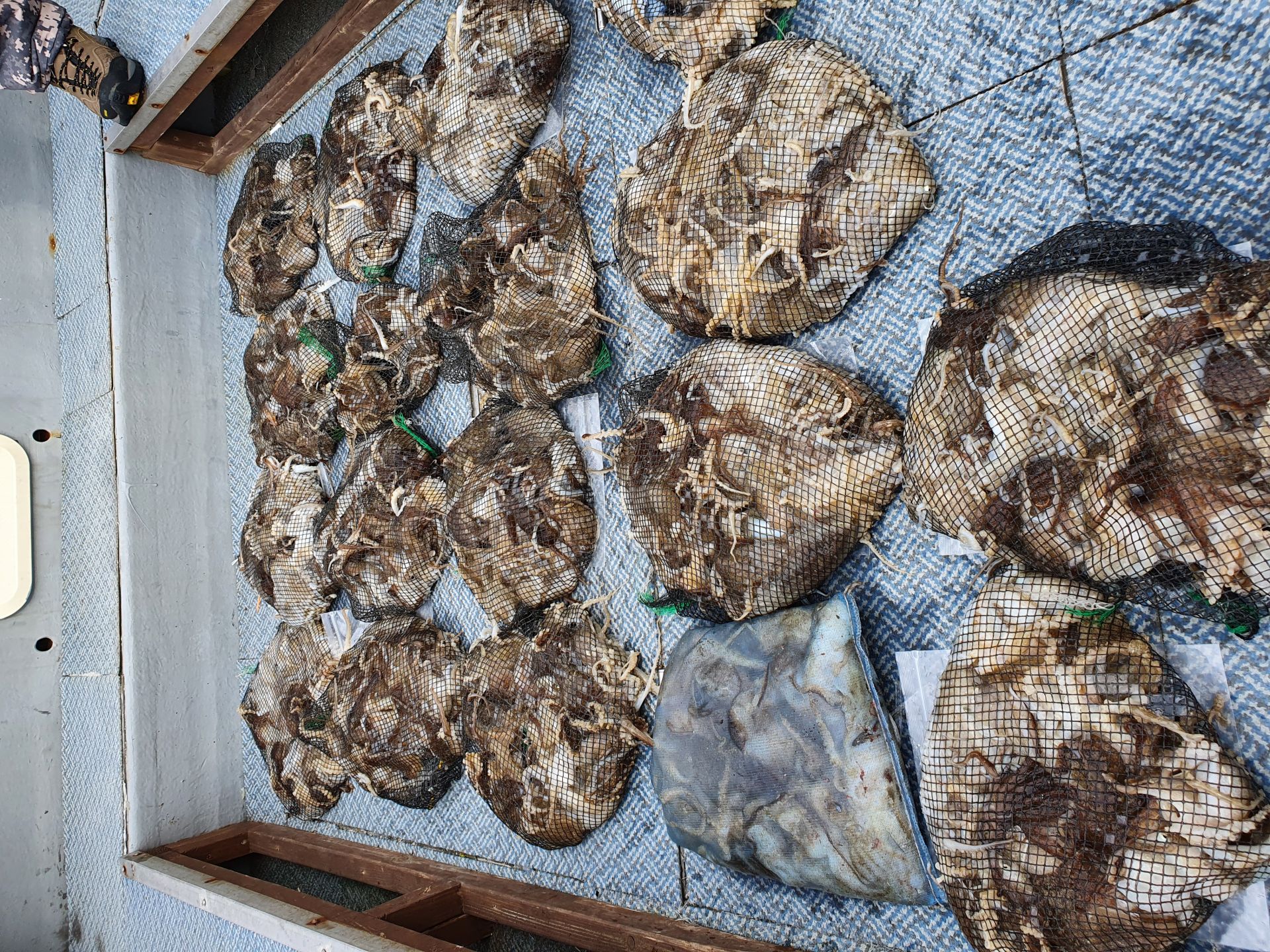 [아라호] 10월 25일 주꾸미 조황