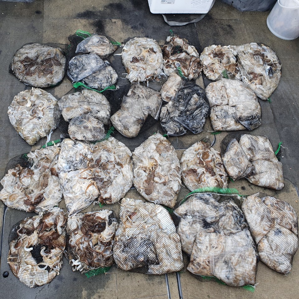 [아라2호] 10월 11일 주꾸미 조황