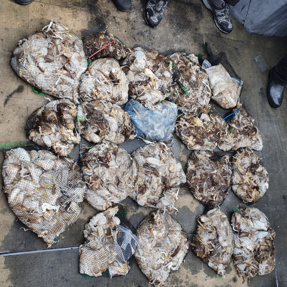 [아라2호] 10월 13일 주꾸미 조황( +갑이)