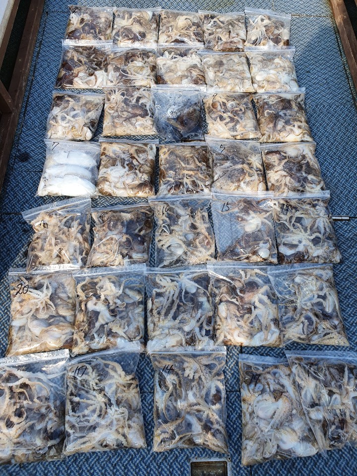 [아라호] 10월 12일 조황