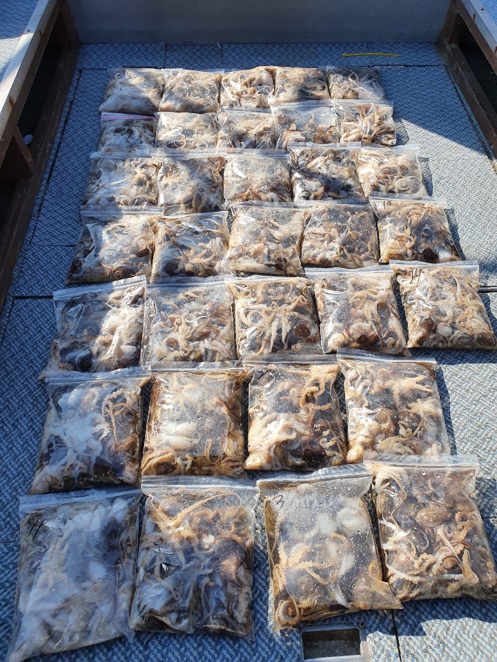 [아라호] 10월 9일 주꾸미 조황