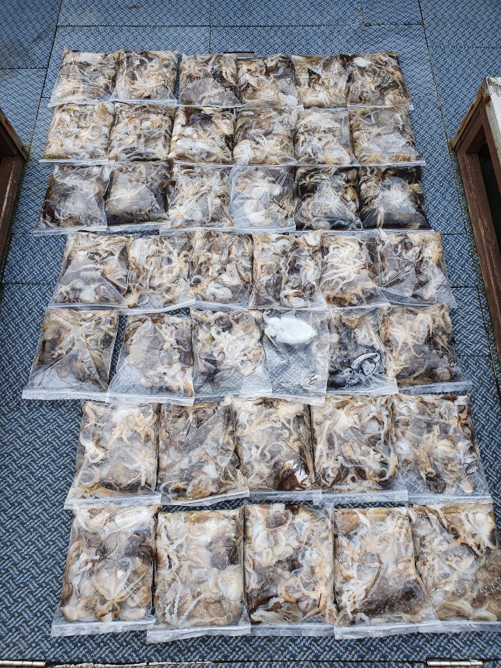 [아라호]10월 3일 주꾸미 조황