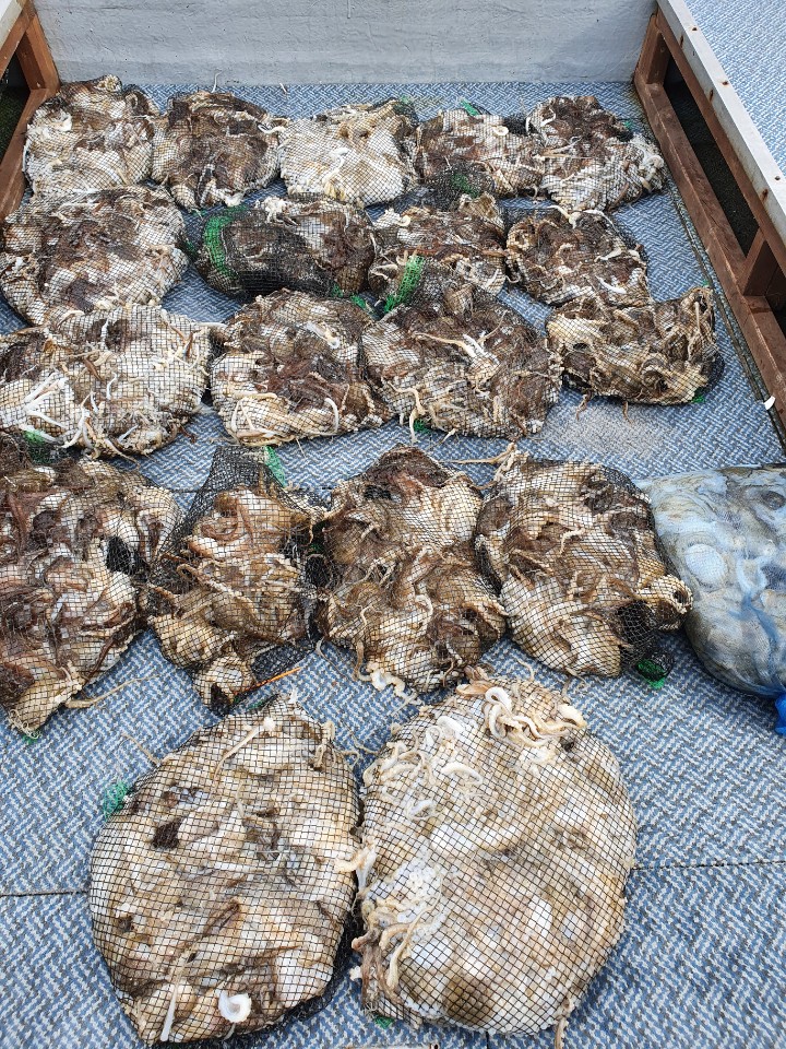 [영흥도아라호] 10월 10일 주꾸미 조황