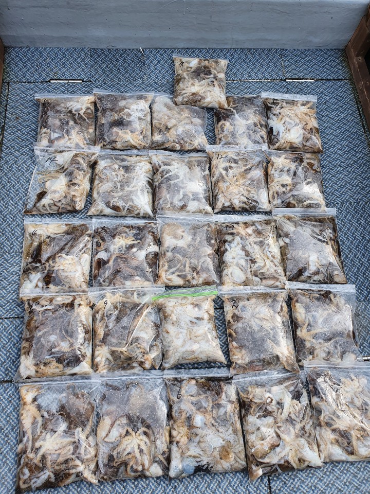 [아라호] 10월 4일 주꾸미 조황