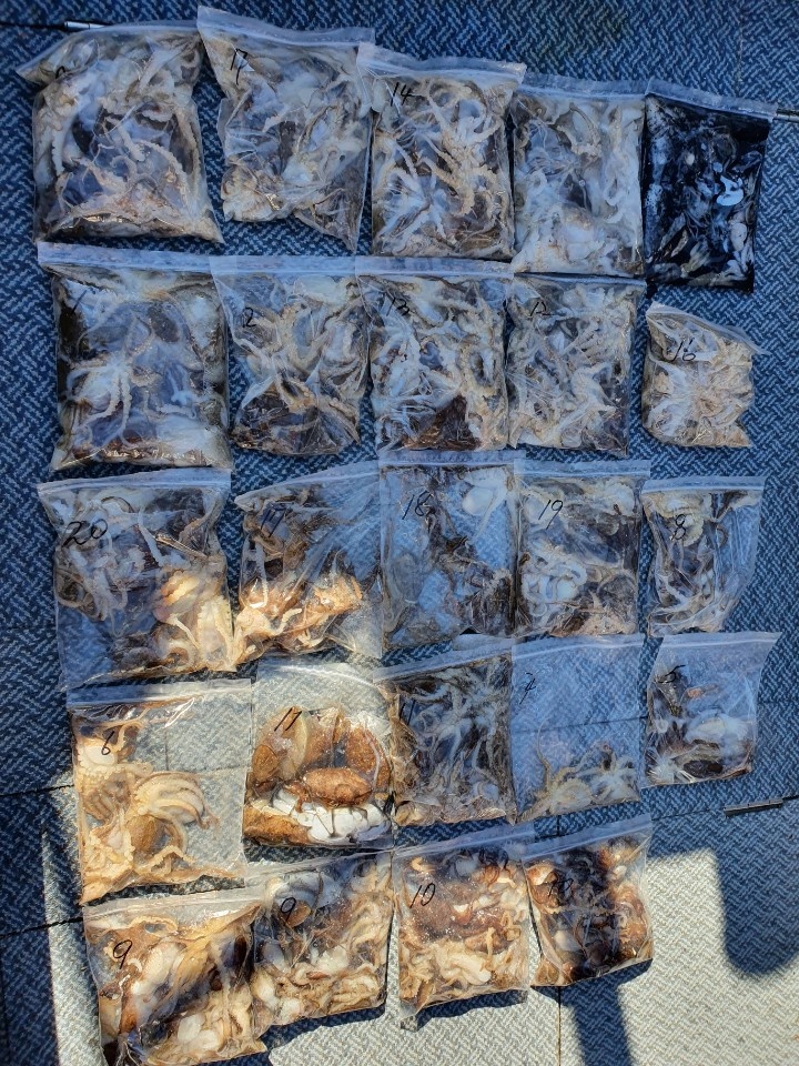 [아라호] 10월 17일조황