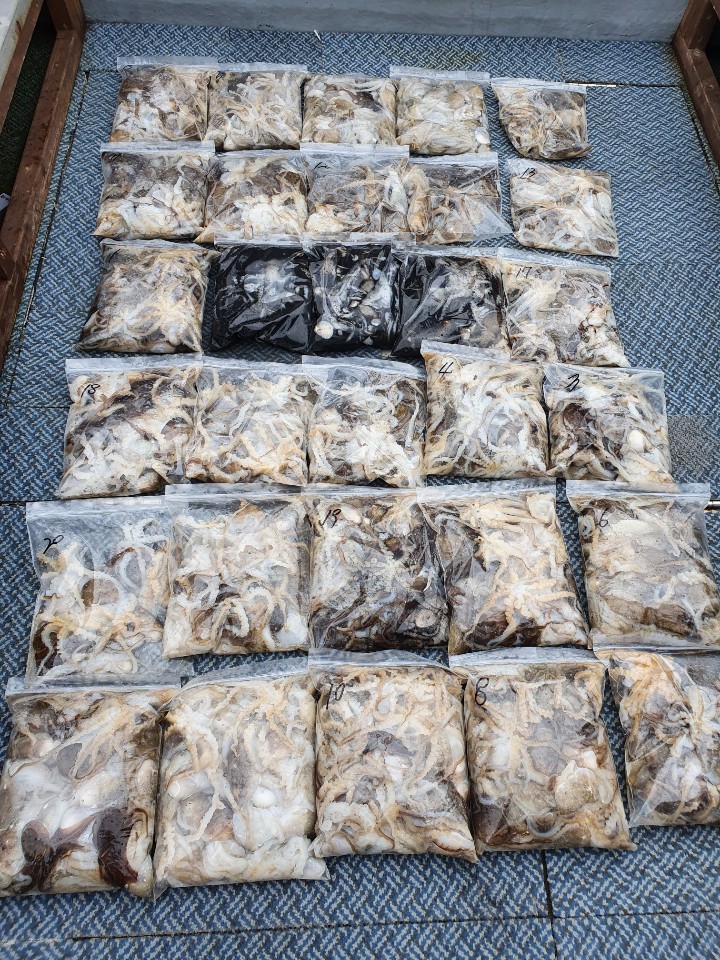 [아라호] 10월 11일 주꾸미 조황