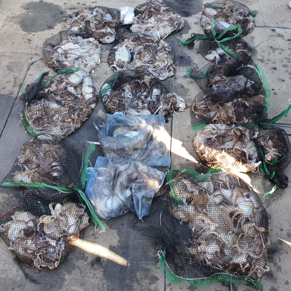 [아라2호]10월 17일 조황