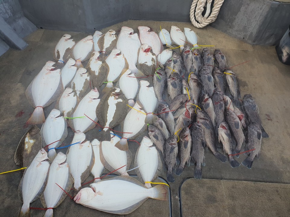 [아라2호] 11월 14일 외수질출조 조황