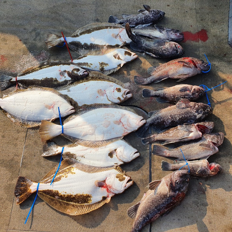 [아라2호] 11월 13일 외수질 조황(3인출조)