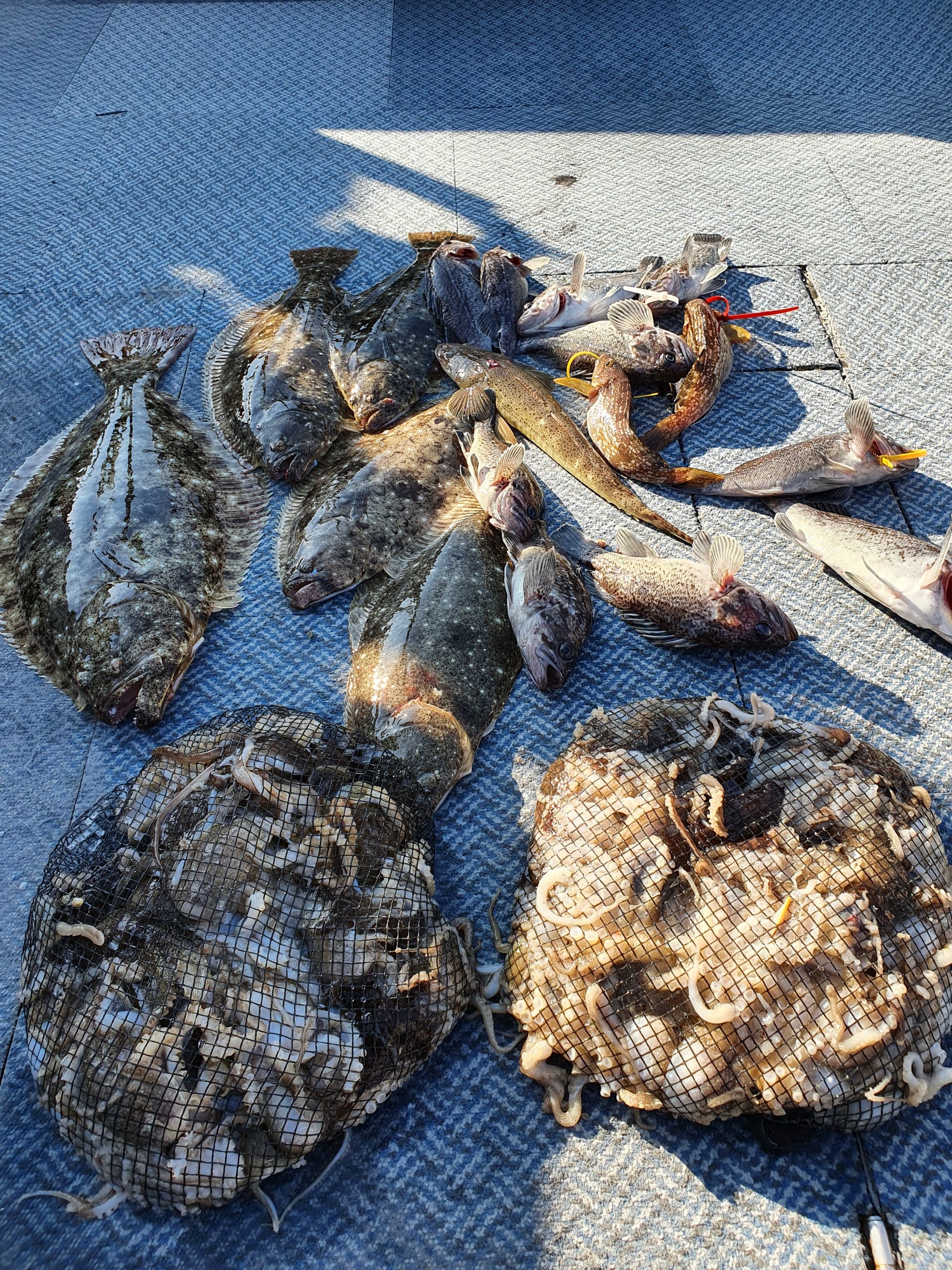 [아라호] 11월 10일조황 (쭈+광어우럭병행)