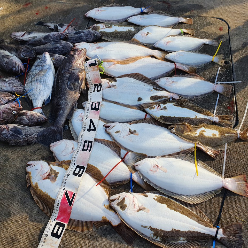 [아라2호] 11월 26일 외수질조황(12인출조)