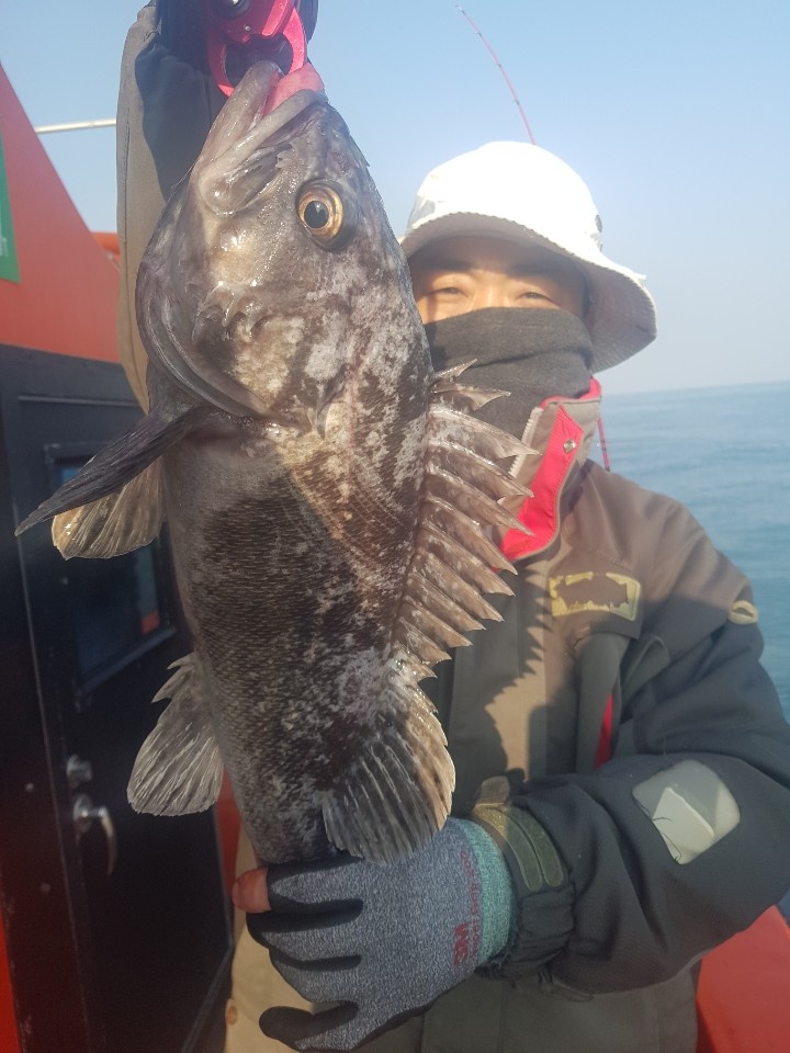 [아라2호] 12월26일 우럭 조황