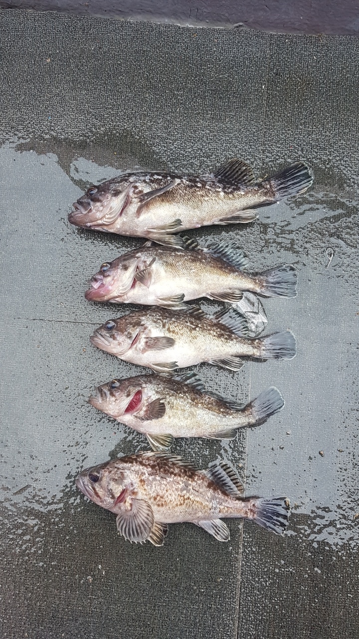 [아라2호] 3월 27일 우럭 조황