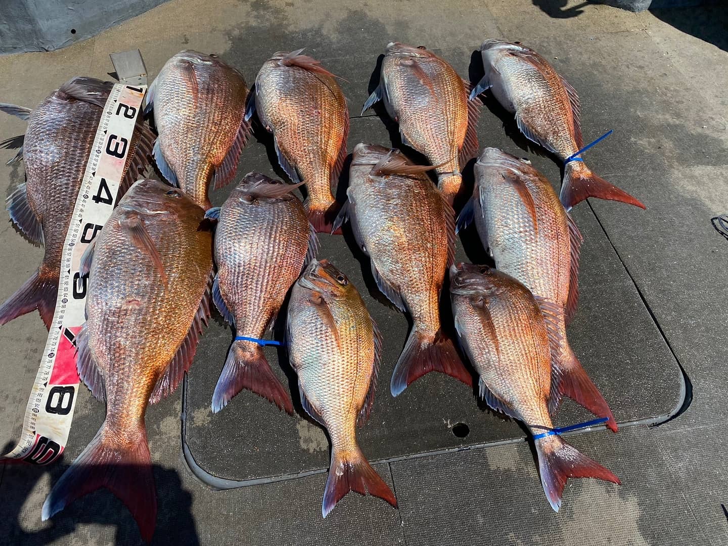 [아라2호] 5월 18일 참돔 타이라바 출조 (2인출조)