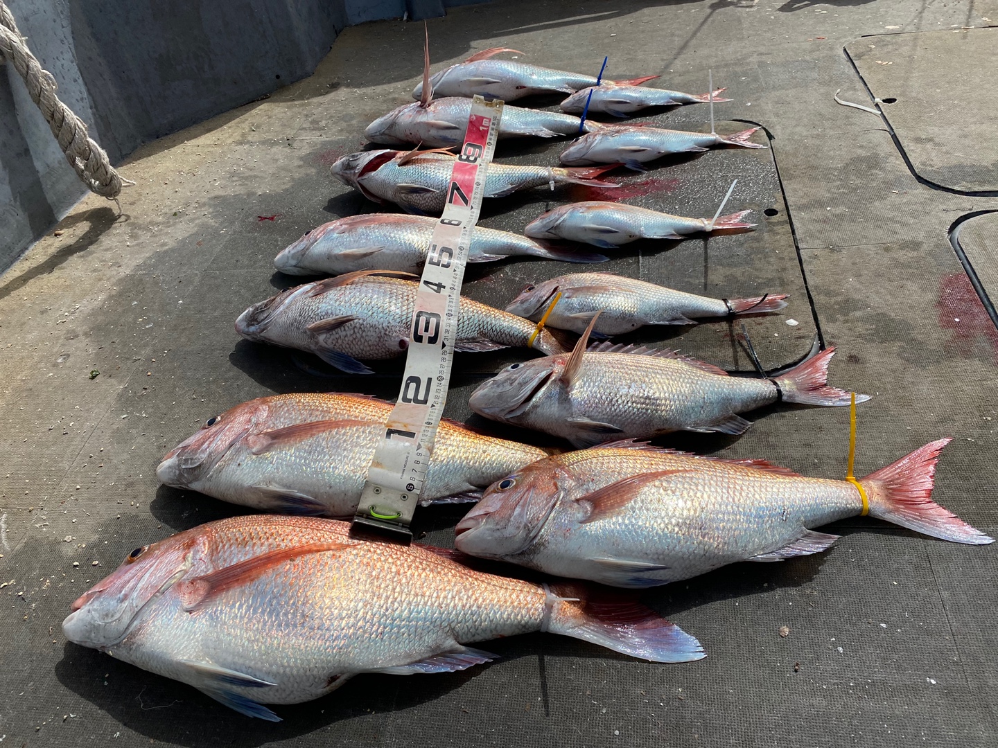 [아라2호] 5월 24일 참돔 조황