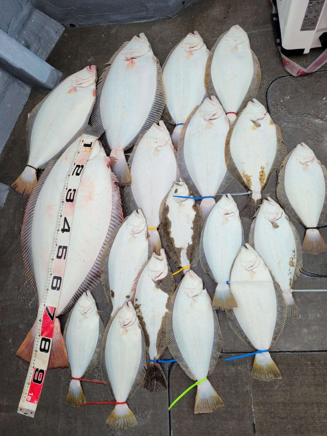 [아라2호] 5월 15일 조황