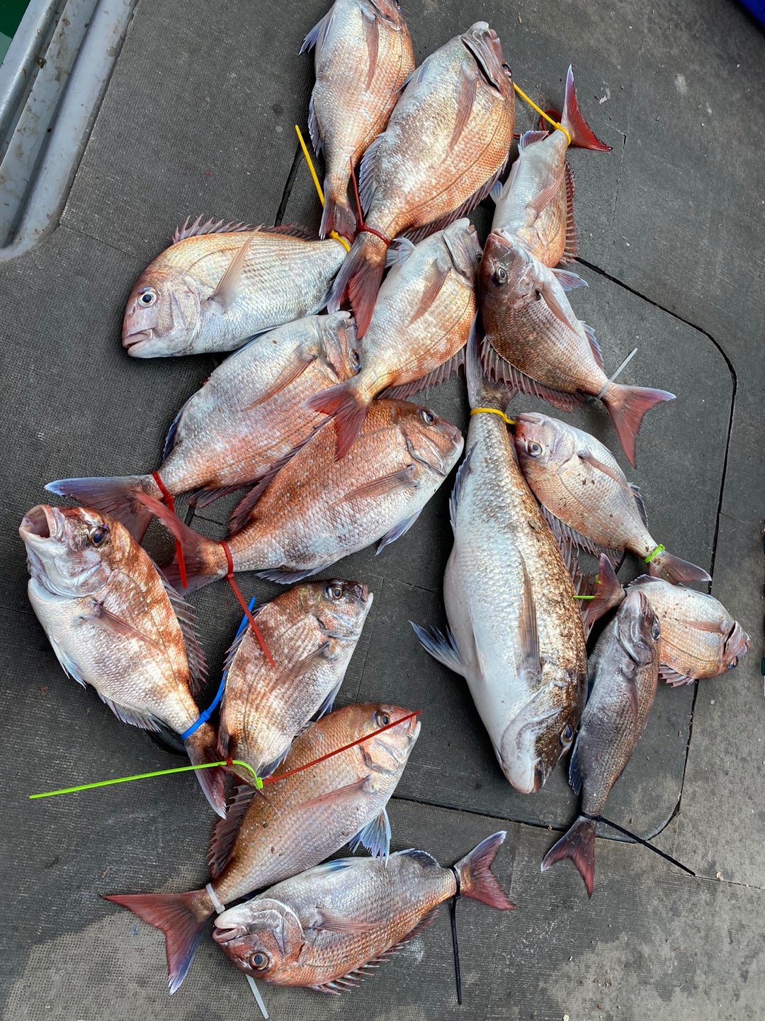 [아라2호] 6월 19일 조황 (참돔타이라바)