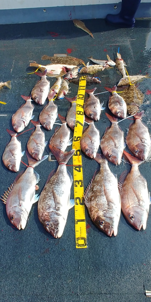 [아라호] 6월 30일 조황 (4인참돔)