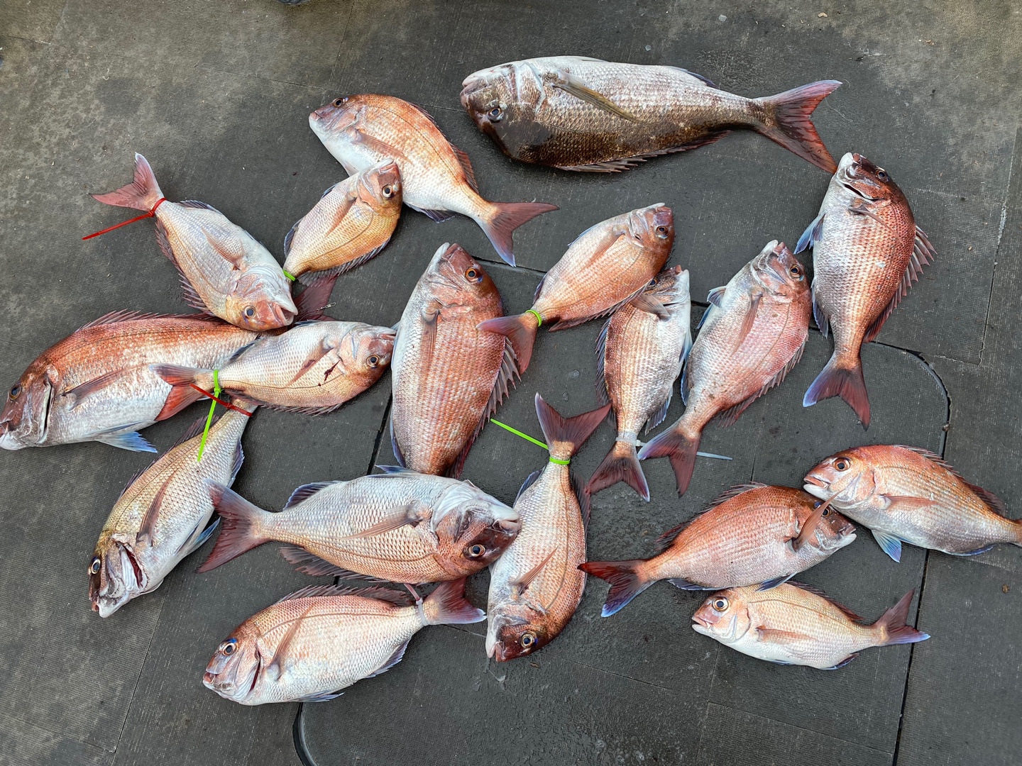 [아라2호] 6월 17일 조황 (참돔5인출조)