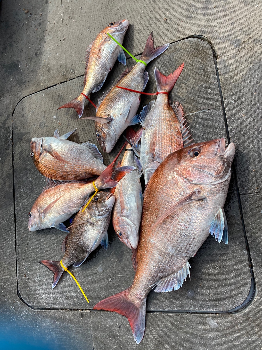 [아라2호] 6월 13일 조황 (참돔타이라바)