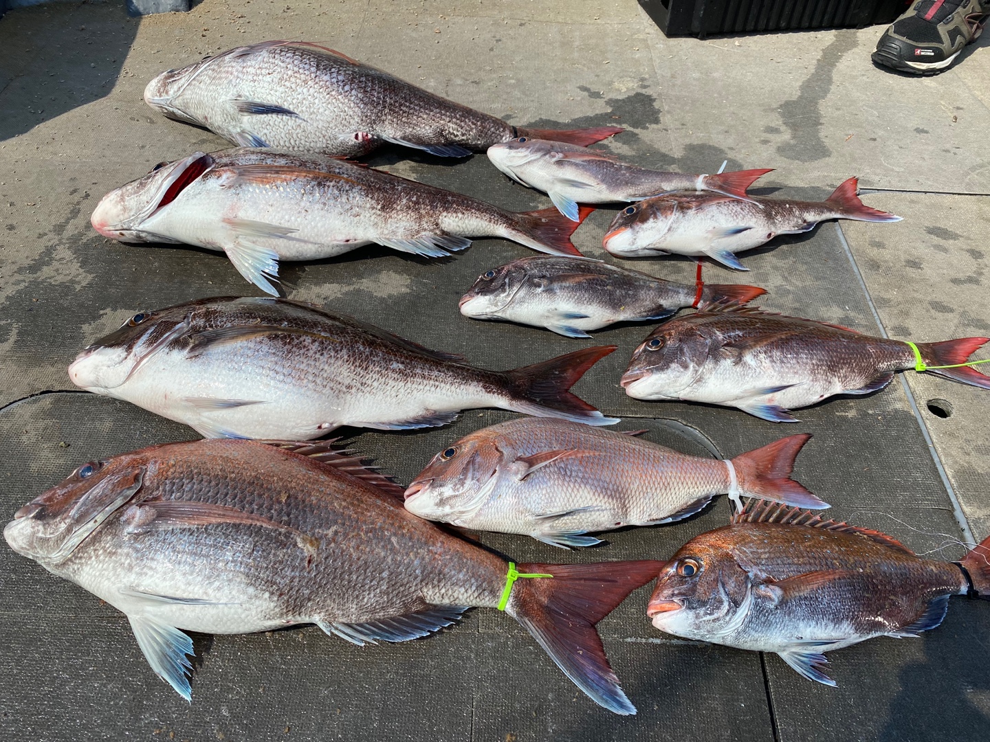 [아라2호] 6월 2일 조황(참돔타이라바)