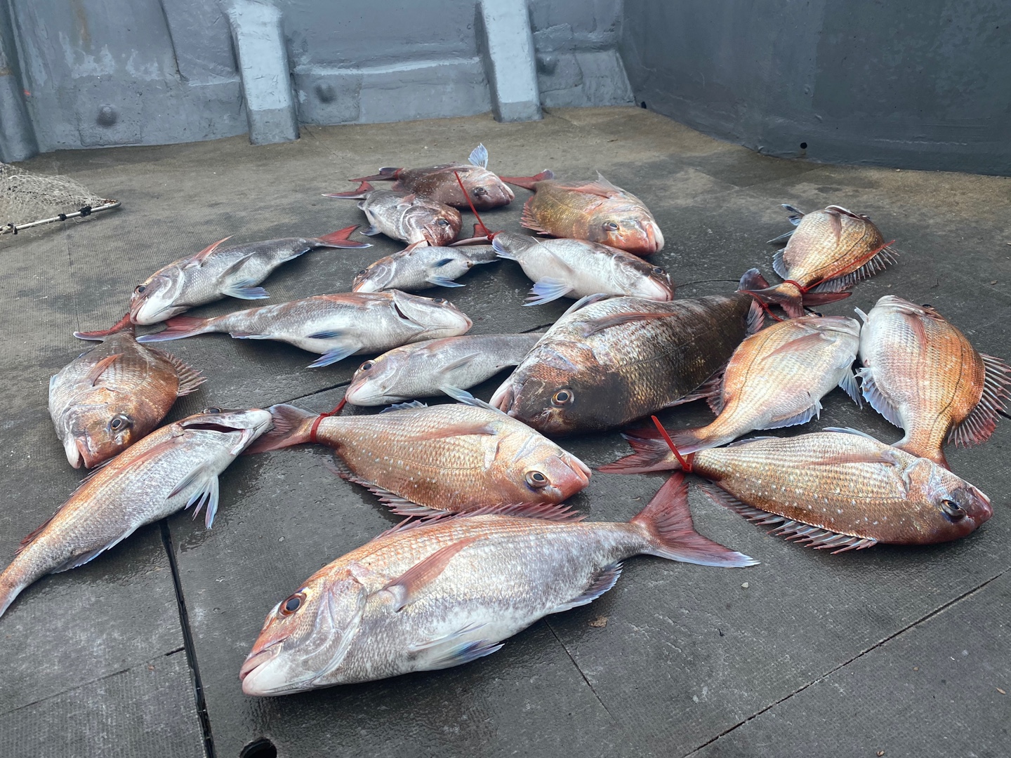 [아라2호] 6월 15일 조황 (2인출조)